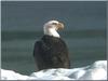 Bald Eagle (Haliaeetus leucocephalus) on snow