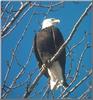 Bald Eagle (Haliaeetus leucocephalus) perching