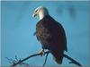 Bald Eagle (Haliaeetus leucocephalus)