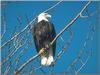 Bald Eagle (Haliaeetus leucocephalus)