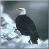 Bald Eagle (Haliaeetus leucocephalus)