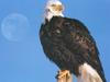 Bald Eagle (Haliaeetus leucocephalus)