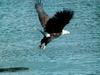 Bald Eagle (Haliaeetus leucocephalus) hunting