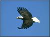 Bald Eagle (Haliaeetus leucocephalus) in flight