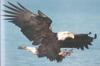 Bald Eagle (Haliaeetus leucocephalus) hunting flight