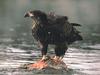 Bald Eagle (Haliaeetus leucocephalus) juvenile