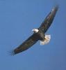 Bald Eagle (Haliaeetus leucocephalus) in flight