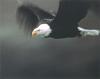 Bald Eagle (Haliaeetus leucocephalus) in flight