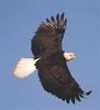 Bald Eagle (Haliaeetus leucocephalus) in flight