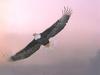 Bald Eagle (Haliaeetus leucocephalus) in flight