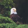 Bald Eagle (Haliaeetus leucocephalus) on tree