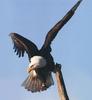 Bald Eagle (Haliaeetus leucocephalus) perching on post