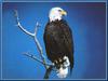 Bald Eagle (Haliaeetus leucocephalus)