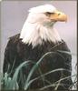 Bald Eagle (Haliaeetus leucocephalus)