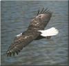 Bald Eagle (Haliaeetus leucocephalus) in flight