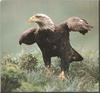 Bald Eagle (Haliaeetus leucocephalus) juvenile