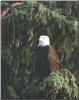 Bald Eagle (Haliaeetus leucocephalus)