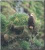 Bald Eagle (Haliaeetus leucocephalus)