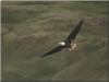 Bald Eagle (Haliaeetus leucocephalus) in flight