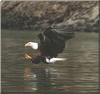 Bald Eagle (Haliaeetus leucocephalus) hunting flight