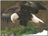 Bald Eagle (Haliaeetus leucocephalus)