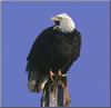 Bald Eagle (Haliaeetus leucocephalus) calling