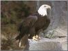 Bald Eagle (Haliaeetus leucocephalus)