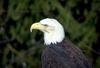 Bald Eagle (Haliaeetus leucocephalus) head