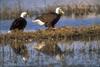 Bald Eagle (Haliaeetus leucocephalus) pair