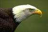 Bald Eagle (Haliaeetus leucocephalus) head