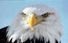 Bald Eagle (Haliaeetus leucocephalus) head