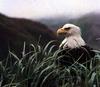 Bald Eagle (Haliaeetus leucocephalus)