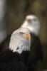 Bald Eagle (Haliaeetus leucocephalus) face