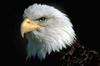 Bald Eagle (Haliaeetus leucocephalus) head