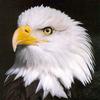 Bald Eagle (Haliaeetus leucocephalus) head