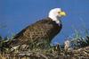 Bald Eagle (Haliaeetus leucocephalus) and chick in nest