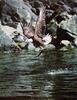 Bald Eagle (Haliaeetus leucocephalus) in flight with fish
