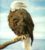 Bald Eagle (Haliaeetus leucocephalus) perched