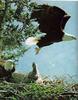 Bald Eagle (Haliaeetus leucocephalus) family