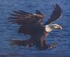 Bald Eagle (Haliaeetus leucocephalus) hunting flight