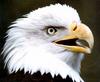 Bald Eagle (Haliaeetus leucocephalus) head