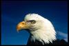 Bald Eagle (Haliaeetus leucocephalus) face