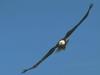 Bald Eagle (Haliaeetus leucocephalus) in flight