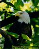 Bald Eagle (Haliaeetus leucocephalus)