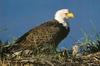 Bald Eagle (Haliaeetus leucocephalus) and chick on nest