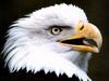 Bald Eagle (Haliaeetus leucocephalus) head