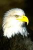 Bald Eagle (Haliaeetus leucocephalus) head