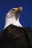 Bald Eagle (Haliaeetus leucocephalus) head