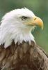 Bald Eagle (Haliaeetus leucocephalus) head