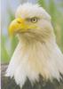 Bald Eagle (Haliaeetus leucocephalus) head